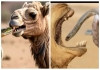 Camel-hayam-disease-snake-treatment