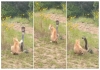 Cat-escapes-cobra-attack-viral-video