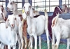 Free-goat-scheme-for-women-tamilnadu-budget