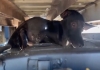 Hyderabad-banjara-hills-injured-dog-rescue-delay