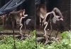 Snake-mongoose-fight-telangana