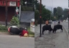 Rishikesh-bull-hits-scooter