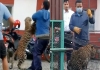 Leopard-escapes-cage-attacks-forest-guard-nepal