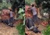Animals-cruelly-forced-to-carry-heavy-loads