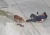 Rohtak-stray-dog-attacks-six-people