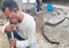 Snake-saved-with-cpr-in-gujarat