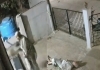 Karnataka-koppal-monkey-attack-91-year-old-woman-dies