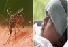 Tamil-nadu-dengue-cases-increase-17649