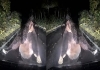 Mother-bear-attacks-moving-car-japan