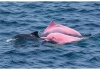 Pink-dolphins-spotted-muscat-khantab-beach