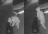 Tirunelveli-bike-theft-attempt-cctv