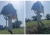 Farmer-carries-snakes-with-grass-bundle