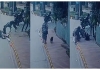 Noida-great-dane-dog-attack-pug-dies