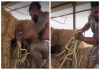 Viral-snake-video-netizens-reactions