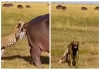 Leopard-rhino-funny-wildlife-video-goes-viral