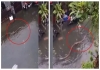 Bali-flood-giant-python-viral-video