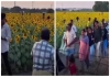 Sunflower-field-damaged-by-reels-creators-video-viral