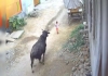 Child-attacked-by-bull-video-goes-viral