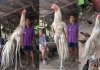 Giant-malay-chicken-viral-video