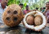 Four-eyed-coconut-with-two-mini-coconuts