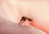 Dengue Fever Cases Rise Among Children in Chengalpattu, Tamil Nadu: Parents Urge Immediate Prevention Measures