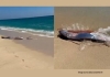 Oarfish-spotted-near-mexico-beach-viral-video