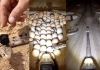 Shield-nosed-cobra-camera-video-viral