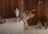 Dog-cat-food-fight-funny-viral-video