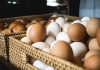 Egg Storage Guide: How to Prevent Spoilage During Hot Summer Months