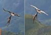 Golden-eagle-lifts-deer-viral-video-shocks-internet