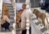 Lion-attack-viral-video-warning