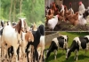 Solution for goat cow hair loss and bacterial infection