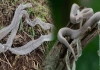 Why-snakes-shed-skin-tamil