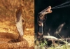 Nagadali-plant-to-repel-snakes-naturally