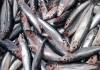 (URL Slug: health-benefits-of-sardine-fish)