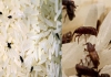 How-to-protect-rice-from-insects-tamil-tips