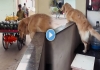 Dog-fruit-seller-heartwarming-viral-video