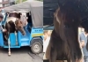 Jabalpur-horse-attack-creates-chaos