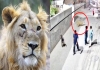 Lion-attack-in-lahore-residential-area