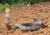 Bihar-child-bites-snake