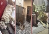 Pakistan-il-illegal-lion-tiger-pet-issue