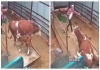 Cow-sits-on-calf-viral-video