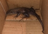In-colombia-amazon-deliveries-lizard-after-woman-order