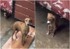 A Mother Dog Want shelter With Baby Dog during the Fengal Cyclone Rain in Pondicherry 