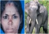   Kerala Malapuram Elephant Died 