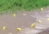 Yellow-indian-bullfrogs-in-flooded-andhra