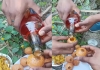 Pani Puri Turned as Liquor Alochol Puri New Food Found by Alcoholics 