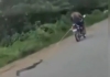 Delhi-python-cruelty-bike-video