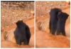 Mother-bear-fights-tiger-to-save-cub