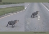 Tail-less-alligator-crosses-road-louisiana